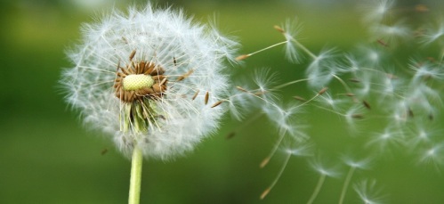 Pusteblume