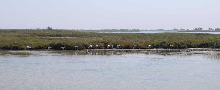 La Camargue, France